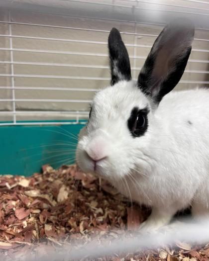 Enlarge Hodor, a Adoptable mixed breed in Hamilton, NJ image 3/3