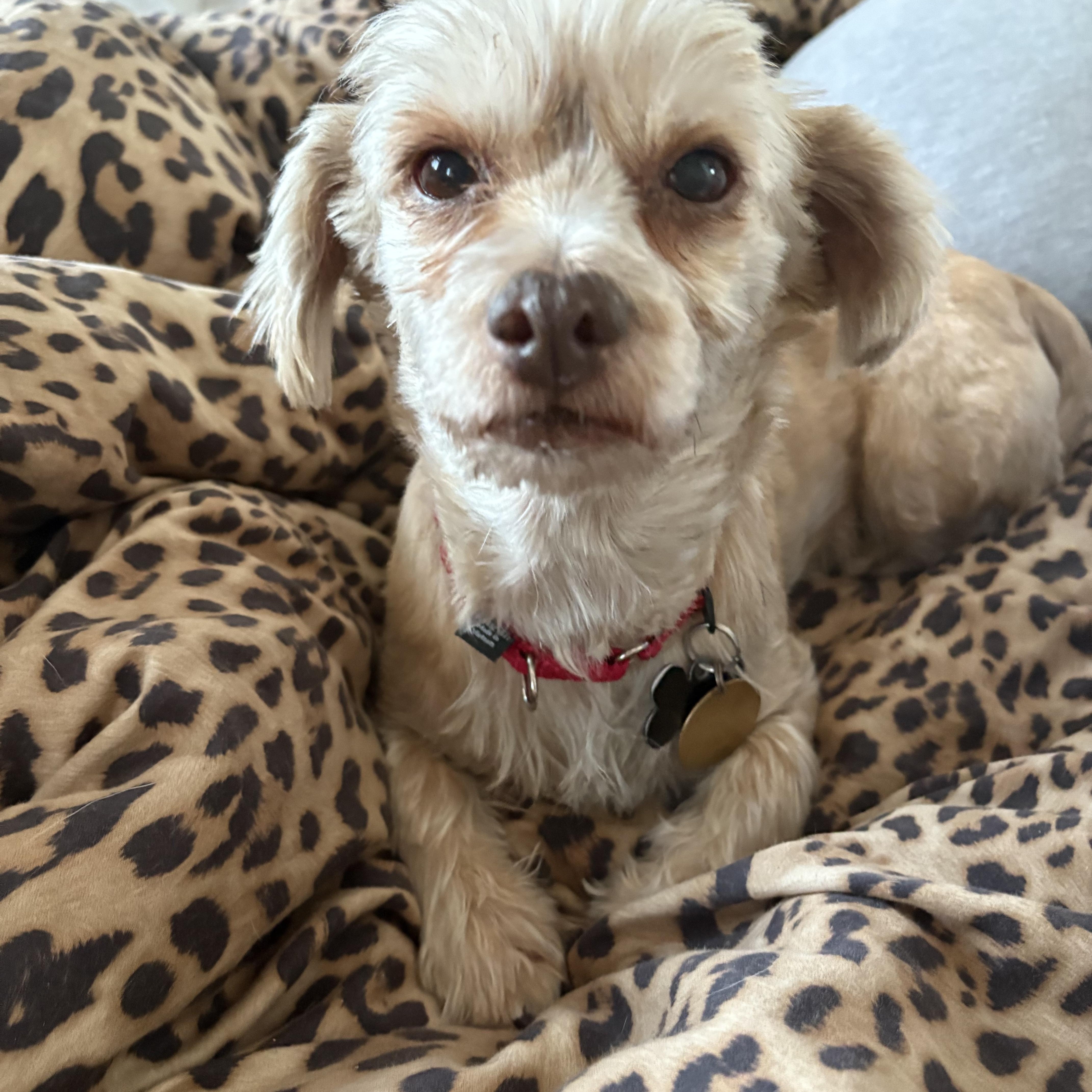 Enlarge Hannah, a ADOPTABLE mixed breed in Owen Sound, ON image 4/4