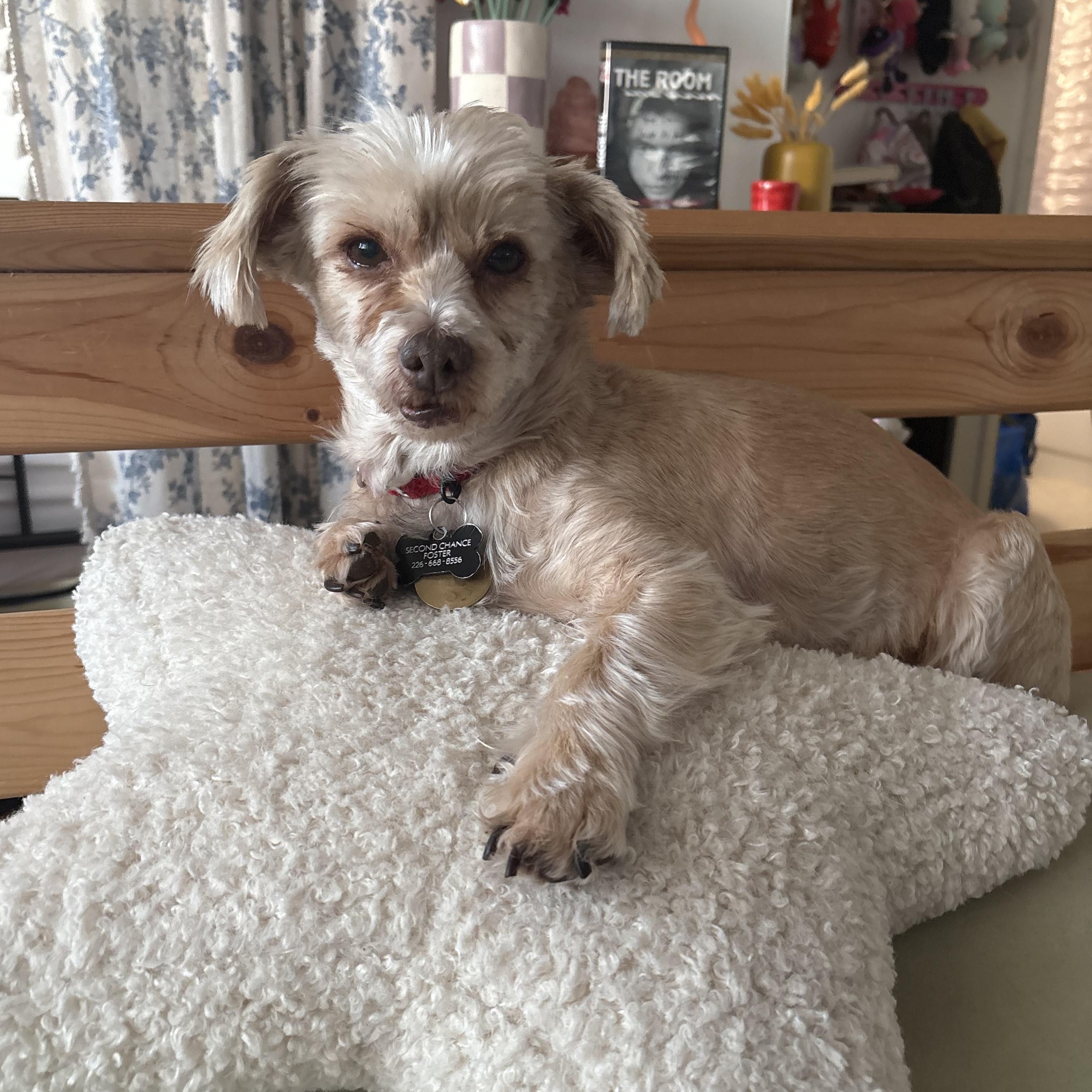 Hannah, ADOPTABLE, Adult Female Maltese.