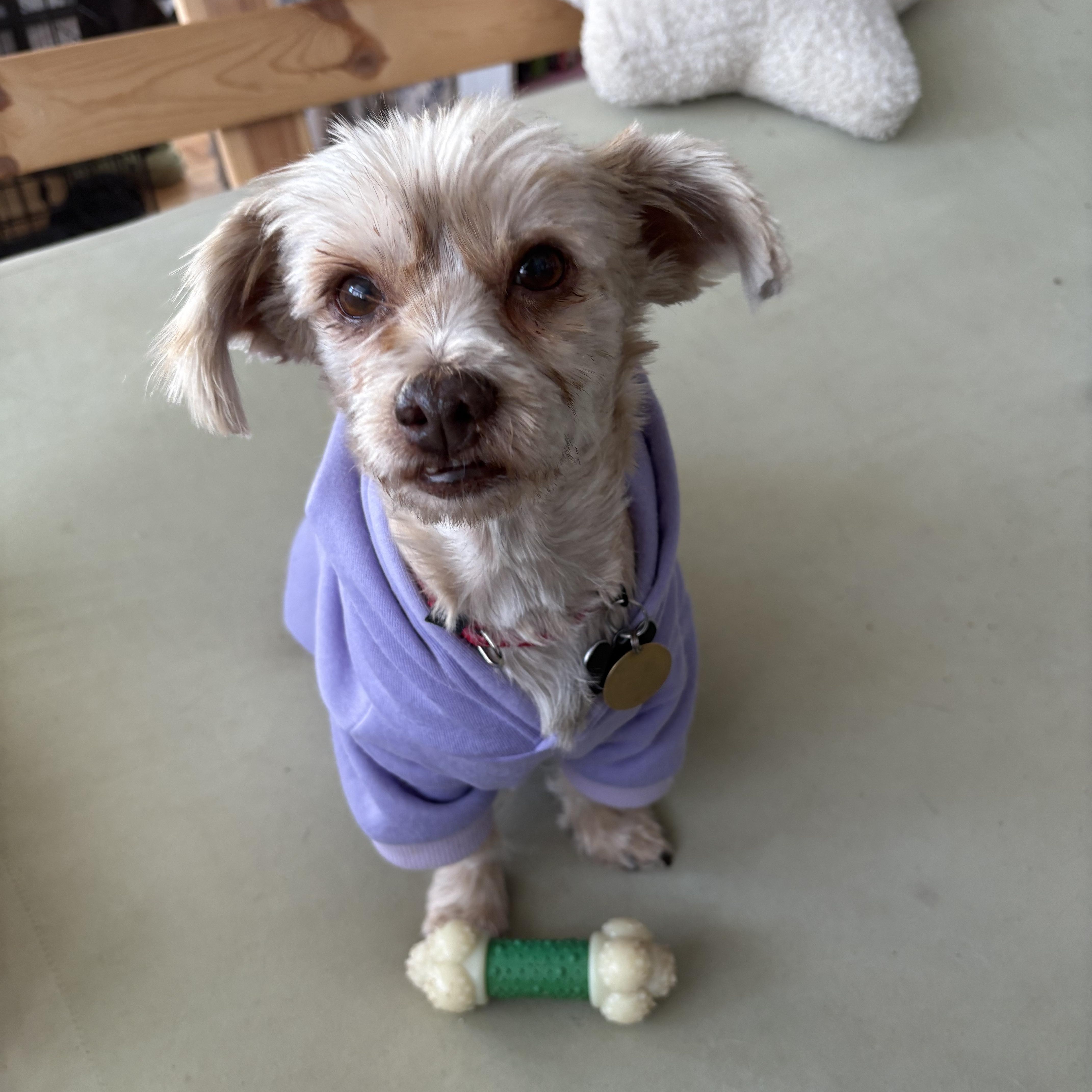 Enlarge Hannah, a ADOPTABLE mixed breed in Owen Sound, ON image 3/4