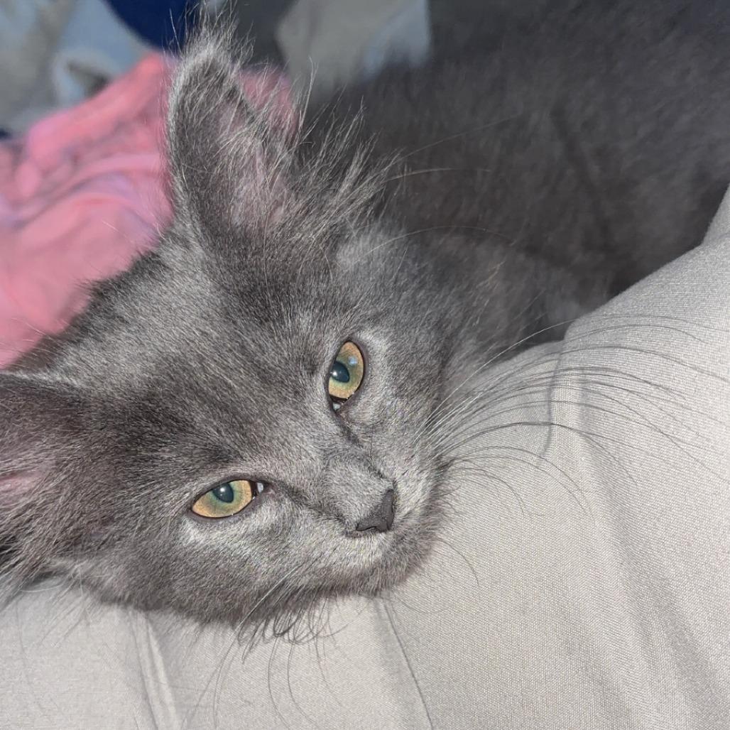 Kitty, Adoptable, Kitten Female Domestic Short Hair.