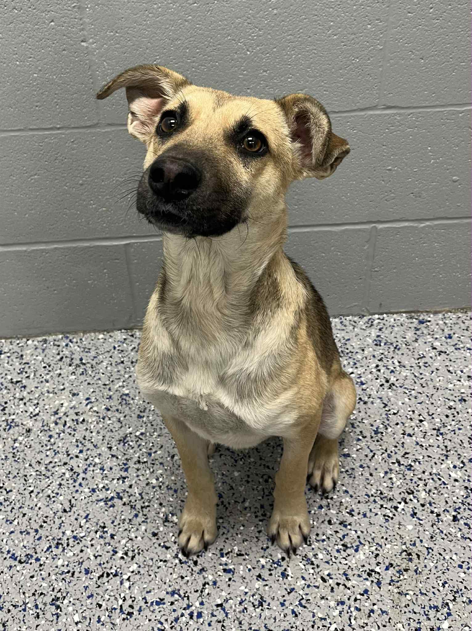 Enlarge Louie , a ADOPTABLE mixed breed in Spring City, PA image 1/5