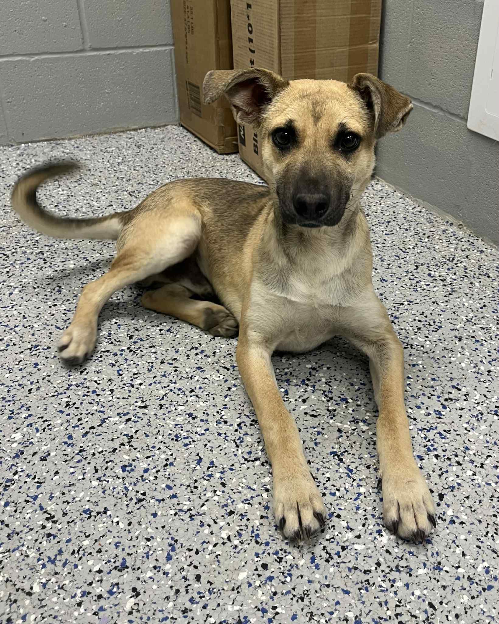 Enlarge Louie , a ADOPTABLE mixed breed in Spring City, PA image 3/5