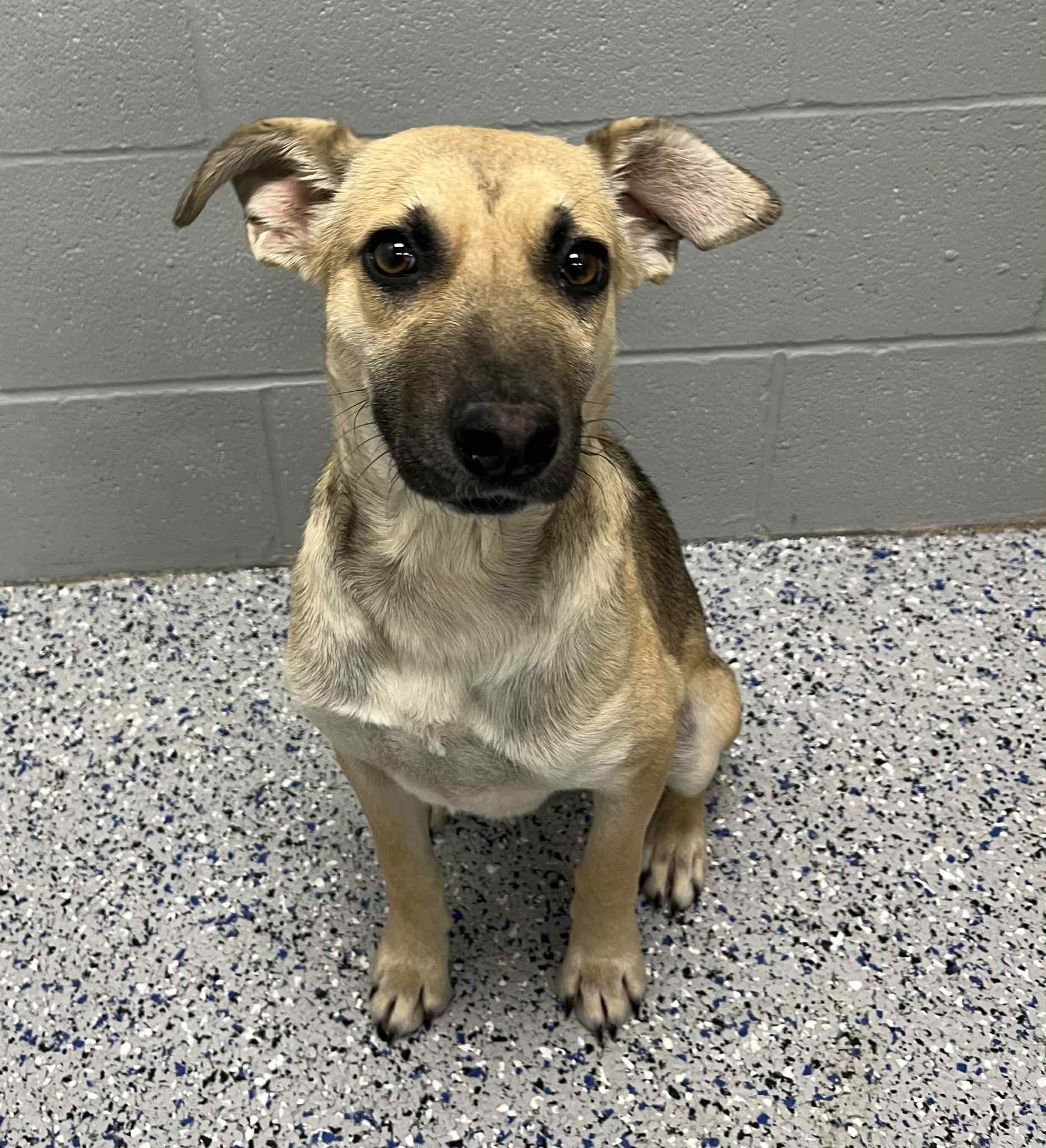 Enlarge Louie , a ADOPTABLE mixed breed in Spring City, PA image 5/5