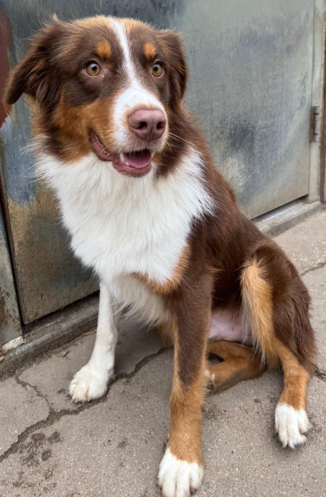 Enlarge Wappo, a Adopted Australian Shepherd in Hastings, NE image 1/1