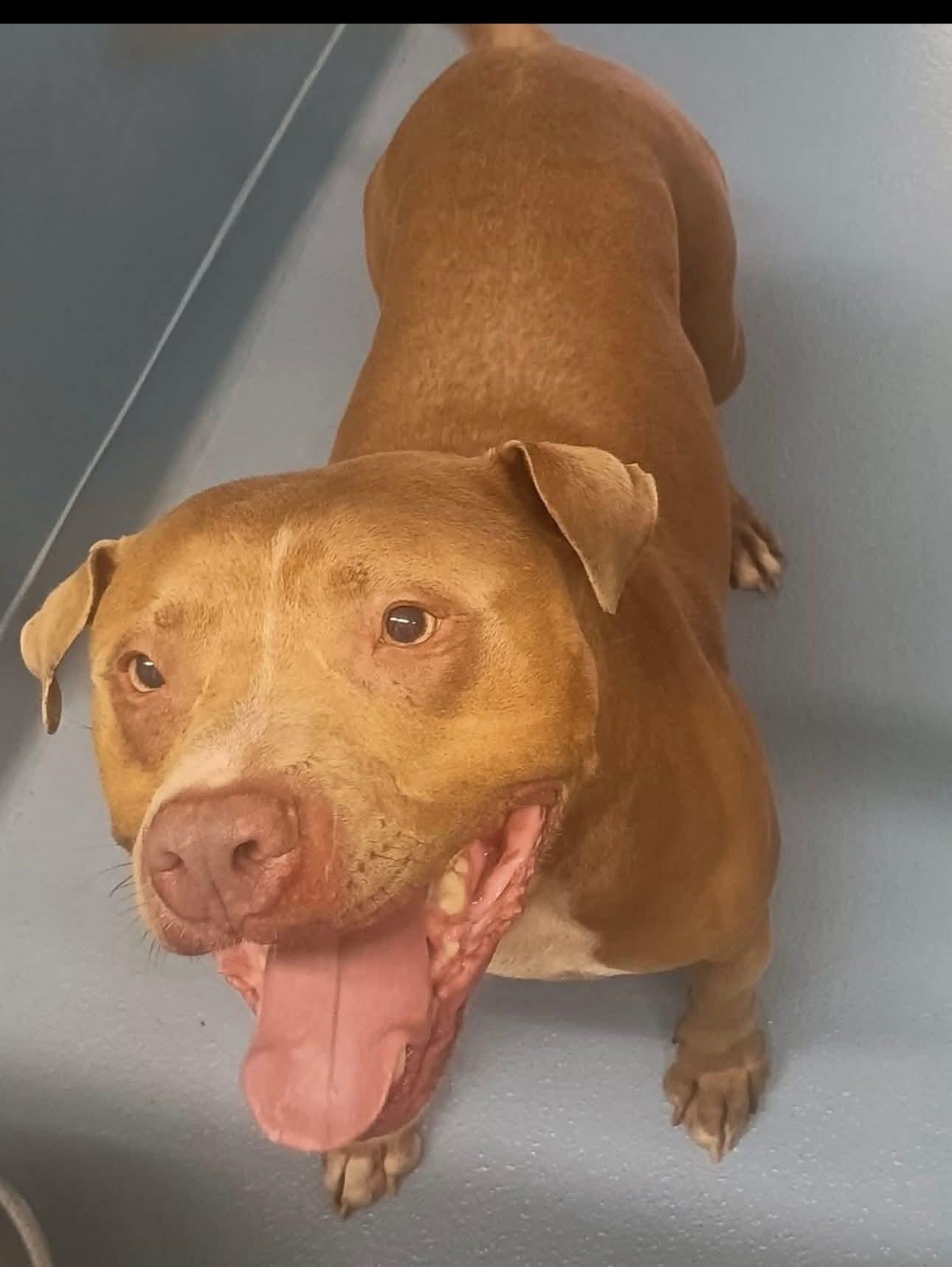 Enlarge Jillian (MALE), a Adoptable Pit Bull Terrier in Fairfield, NJ image 2/6