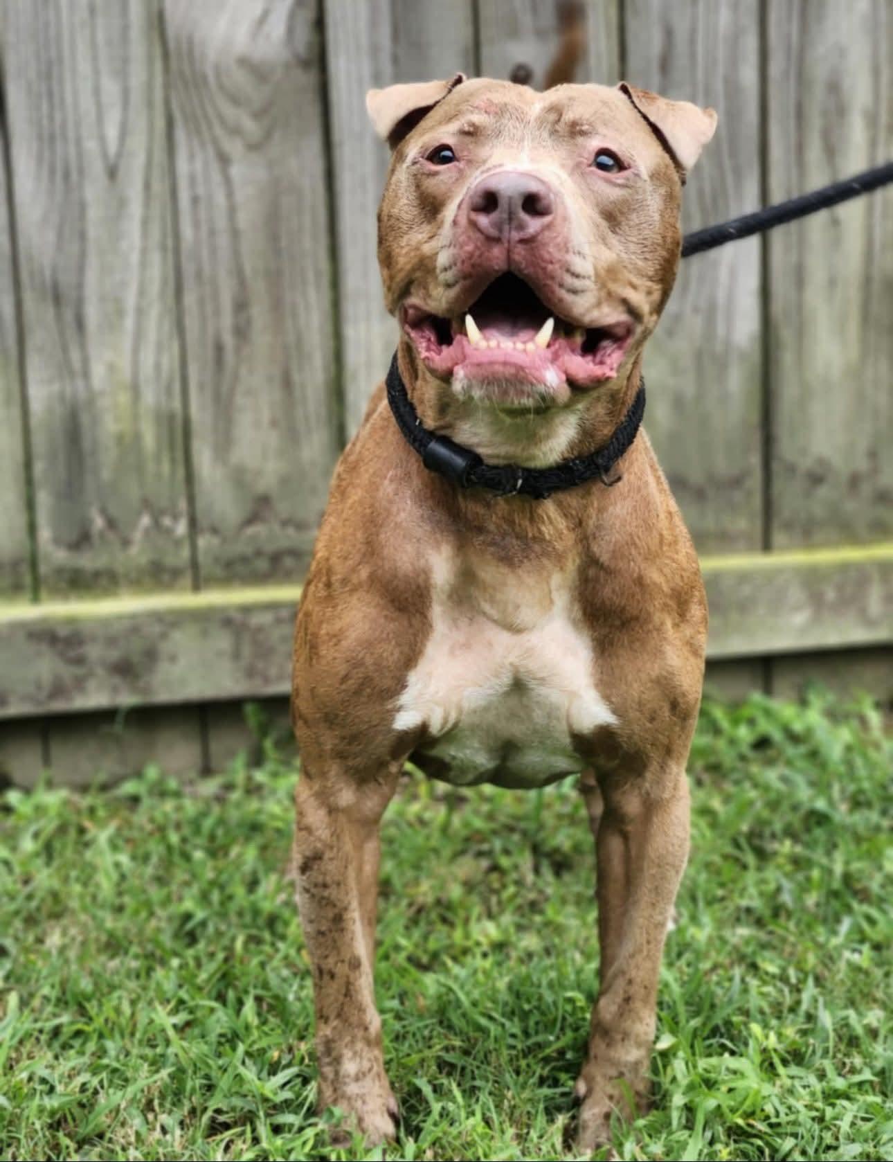 Enlarge Jillian (MALE), a Adoptable Pit Bull Terrier in Fairfield, NJ image 3/6