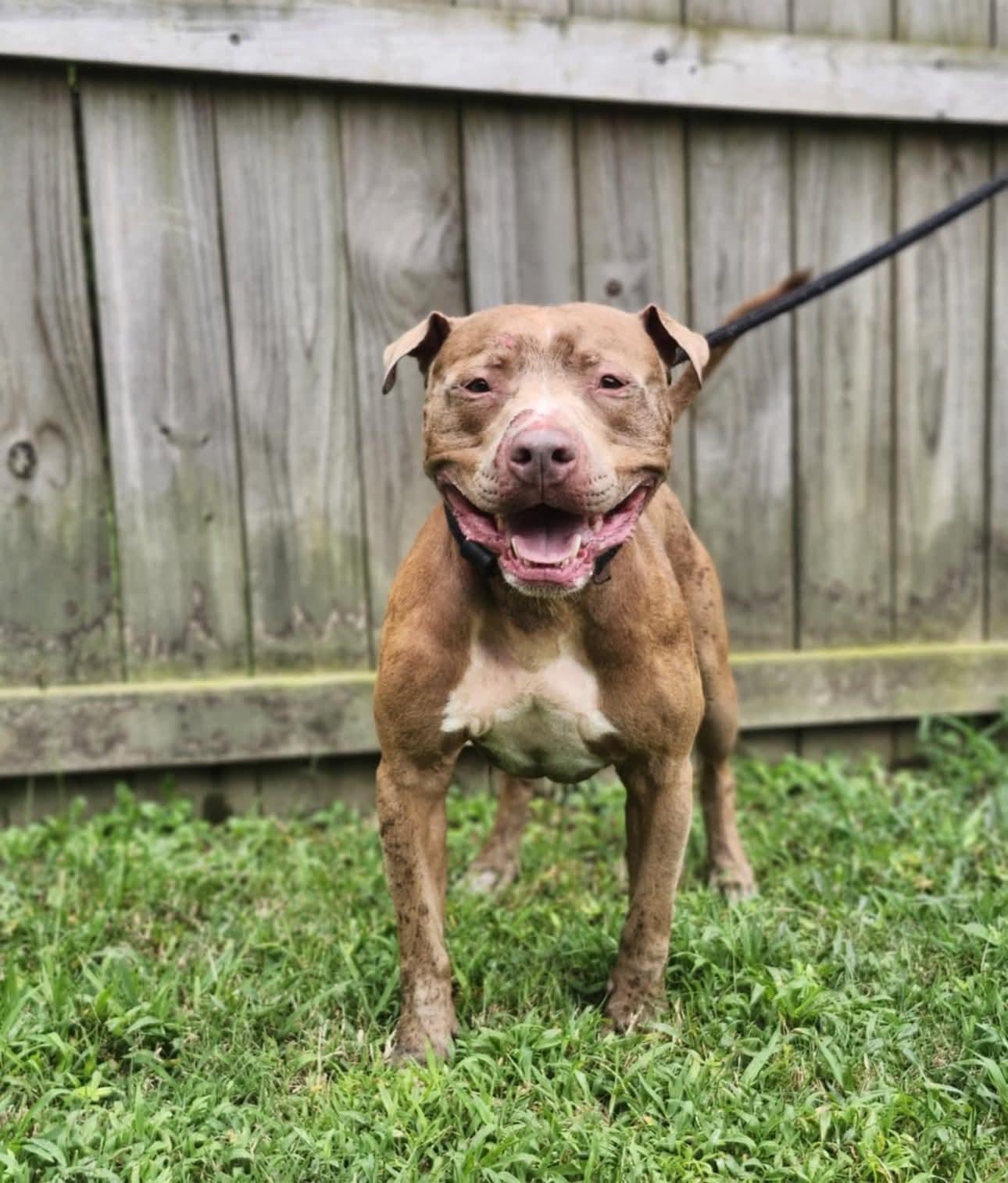 Enlarge Jillian (MALE), a Adoptable Pit Bull Terrier in Fairfield, NJ image 1/6