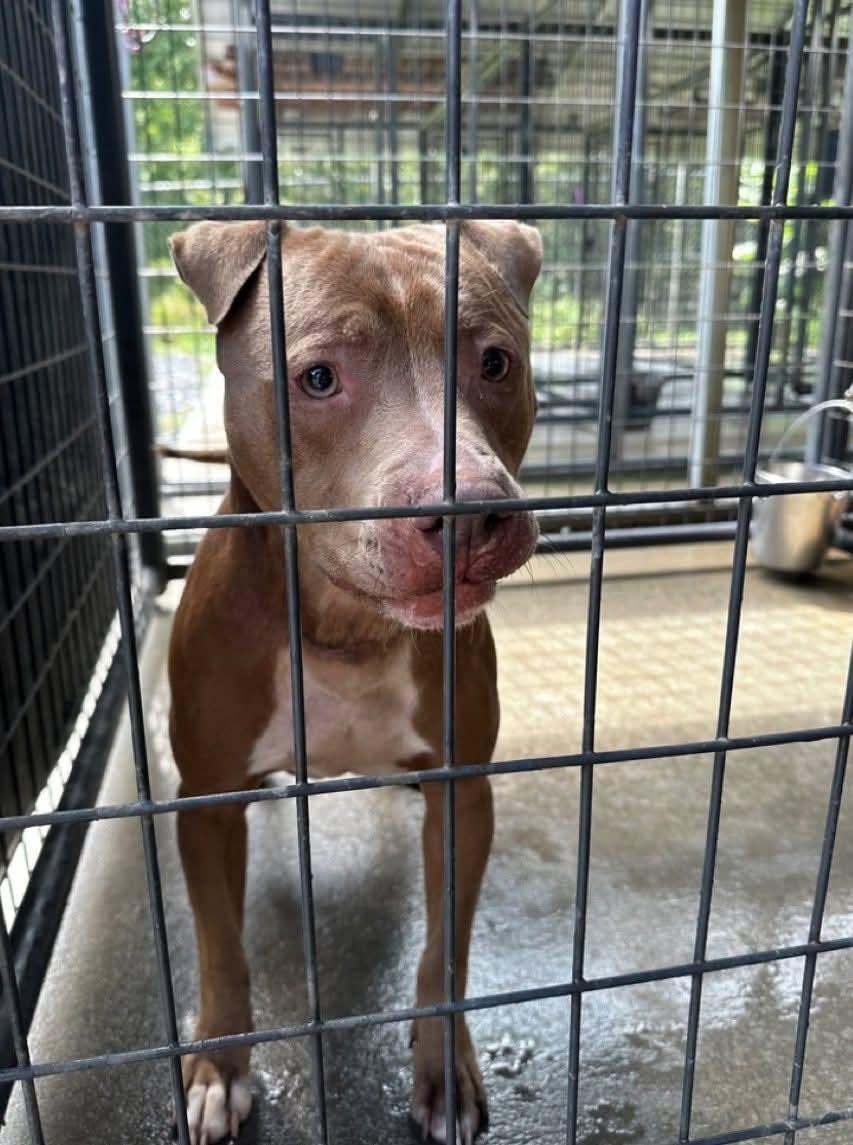 Enlarge Jillian (MALE), a Adoptable Pit Bull Terrier in Fairfield, NJ image 4/6