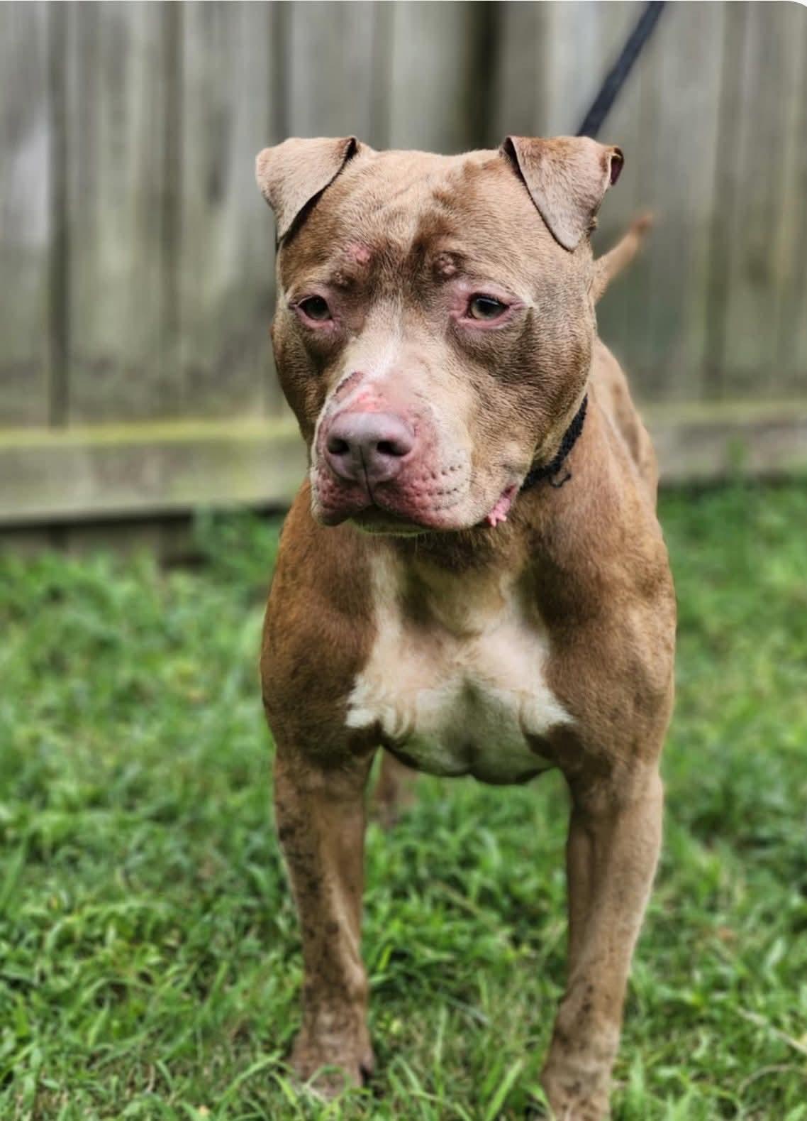 Enlarge Jillian (MALE), a Adoptable Pit Bull Terrier in Fairfield, NJ image 6/6