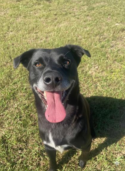 Jet, Adoptable, Adult Male Labrador Retriever & Mixed Breed.