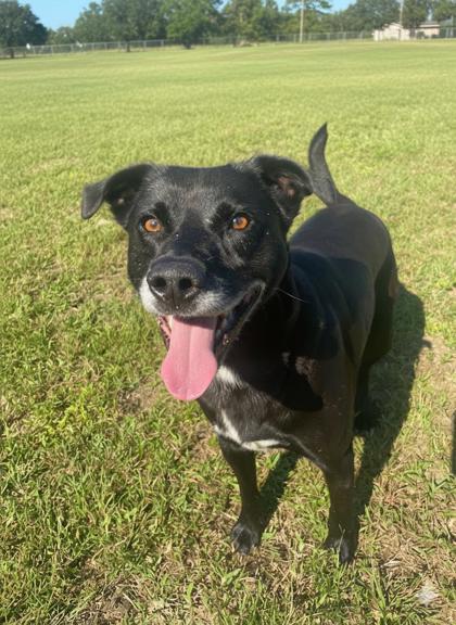 Enlarge Jet, a Adoptable mixed breed in Violet, LA image 3/3