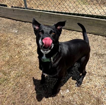 Enlarge Jet, a Adoptable mixed breed in Violet, LA image 3/3