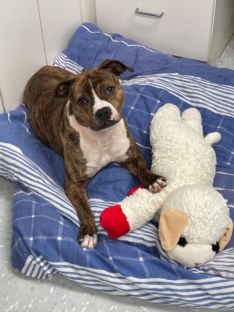 Macho Man thumbnail 3