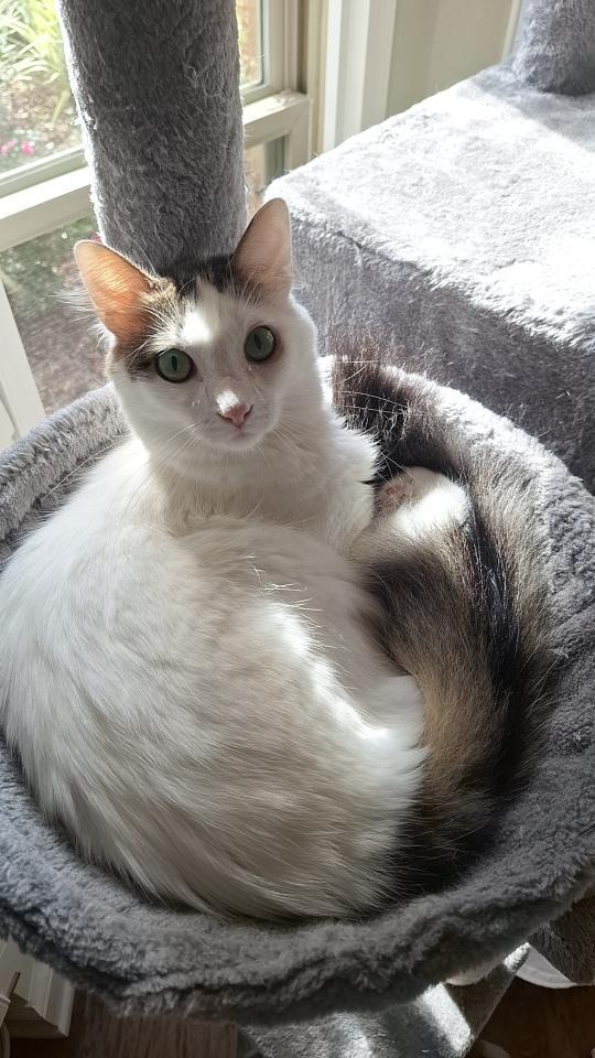 Bon Jovi, Adoptable, Young Male Domestic Short Hair.