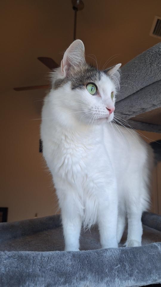 Bon Jovi, a Adoptable Domestic Short Hair in Magnolia Springs, AL image 2/3