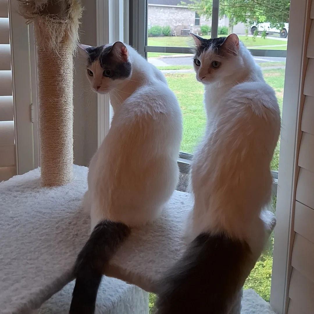 Bon Jovi, a Adoptable Domestic Short Hair in Magnolia Springs, AL image 3/3