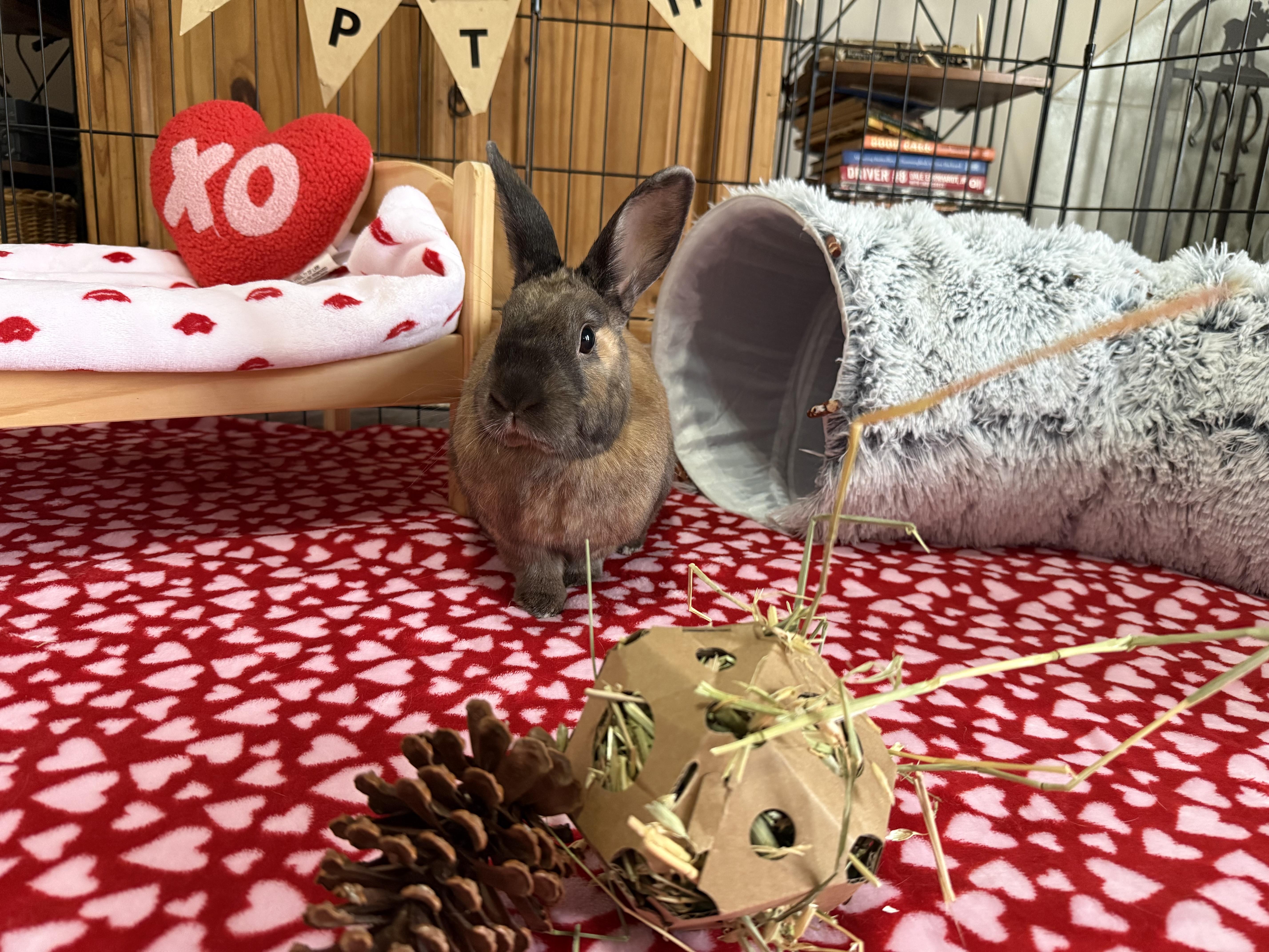 Enlarge Mable, a ADOPTABLE mixed breed in Little Rock, AR image 4/6