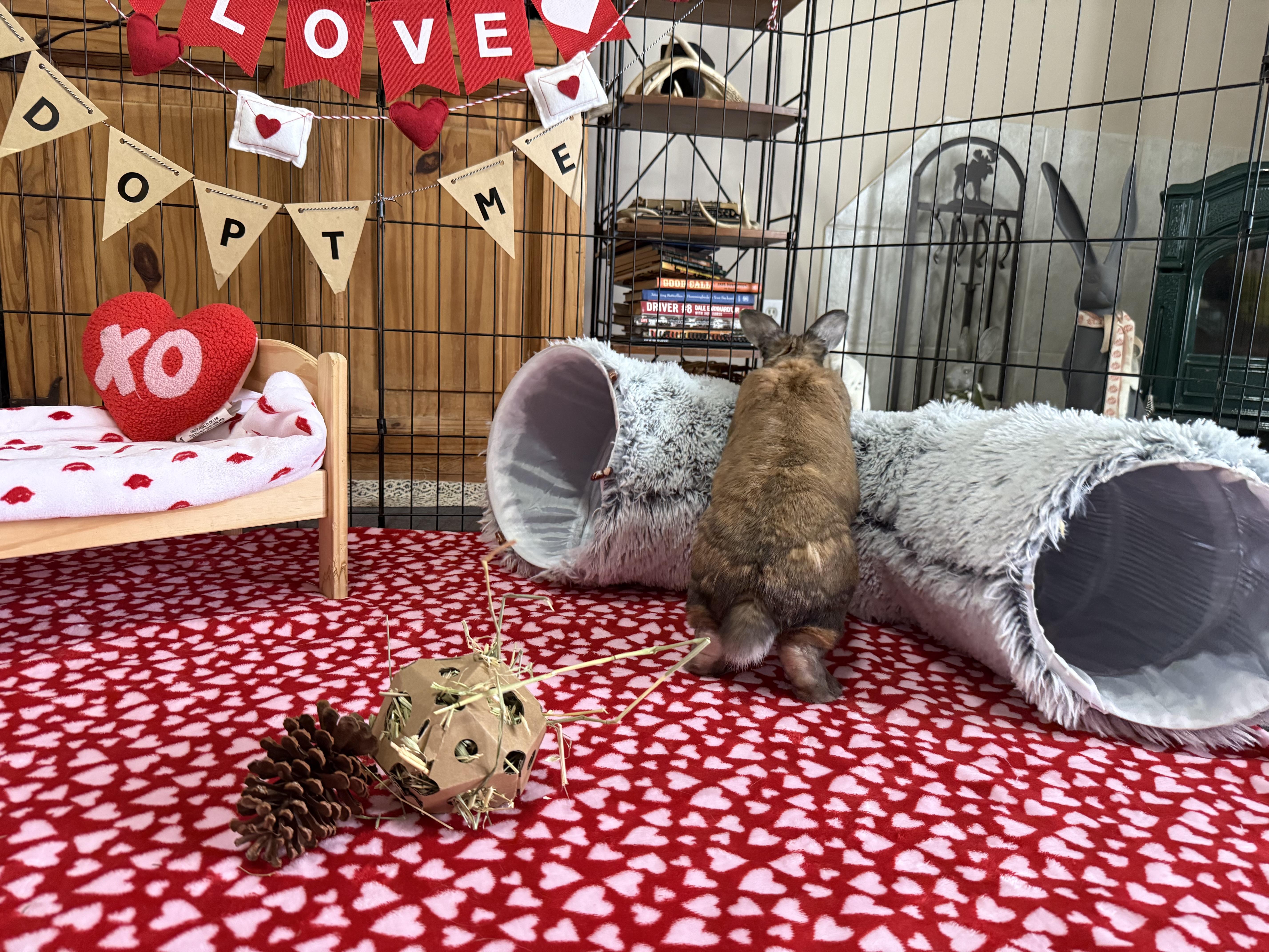 Enlarge Mable, a ADOPTABLE mixed breed in Little Rock, AR image 5/6