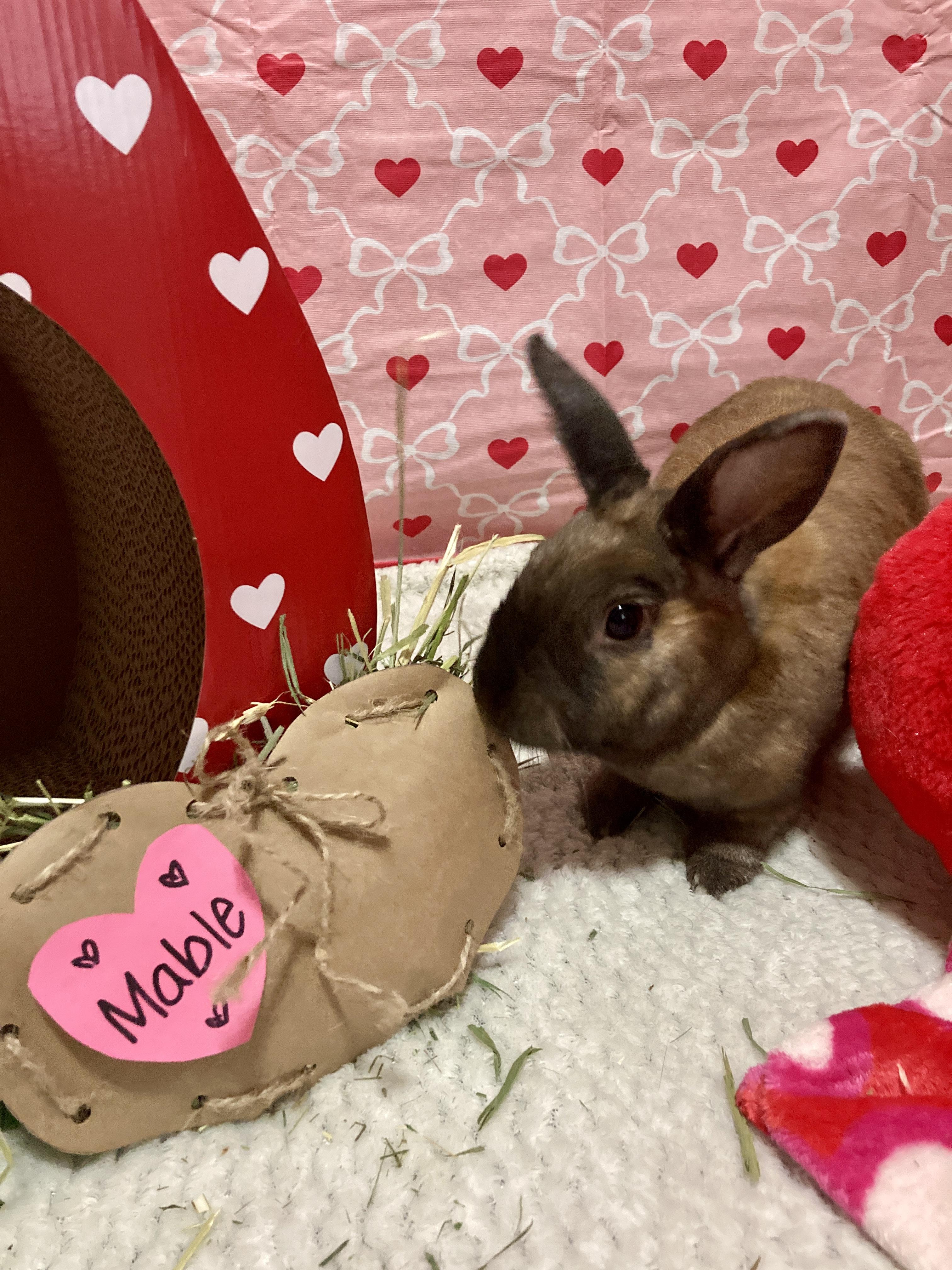 Enlarge Mable, a ADOPTABLE mixed breed in Little Rock, AR image 1/6