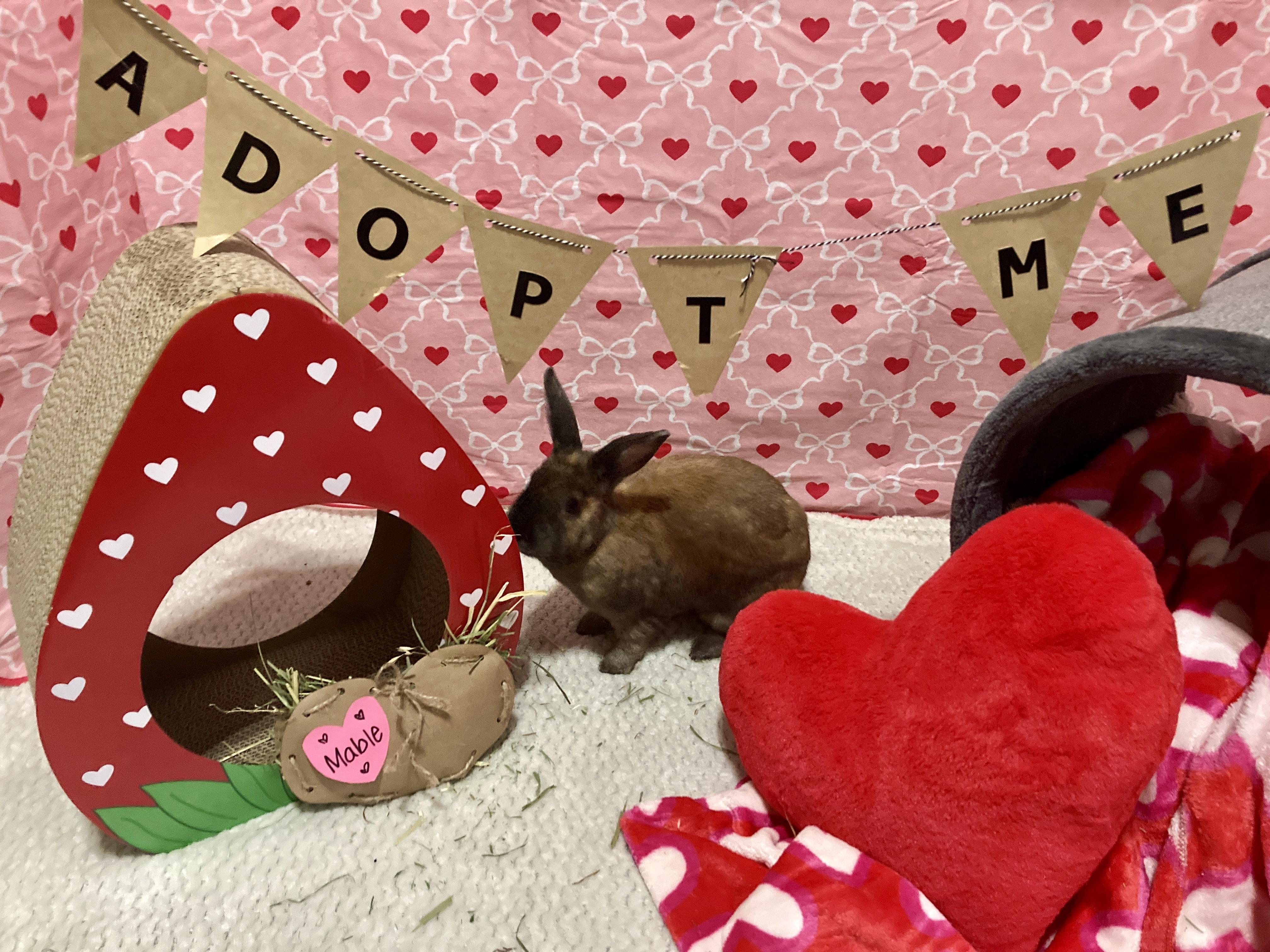 Enlarge Mable, a ADOPTABLE mixed breed in Little Rock, AR image 3/6