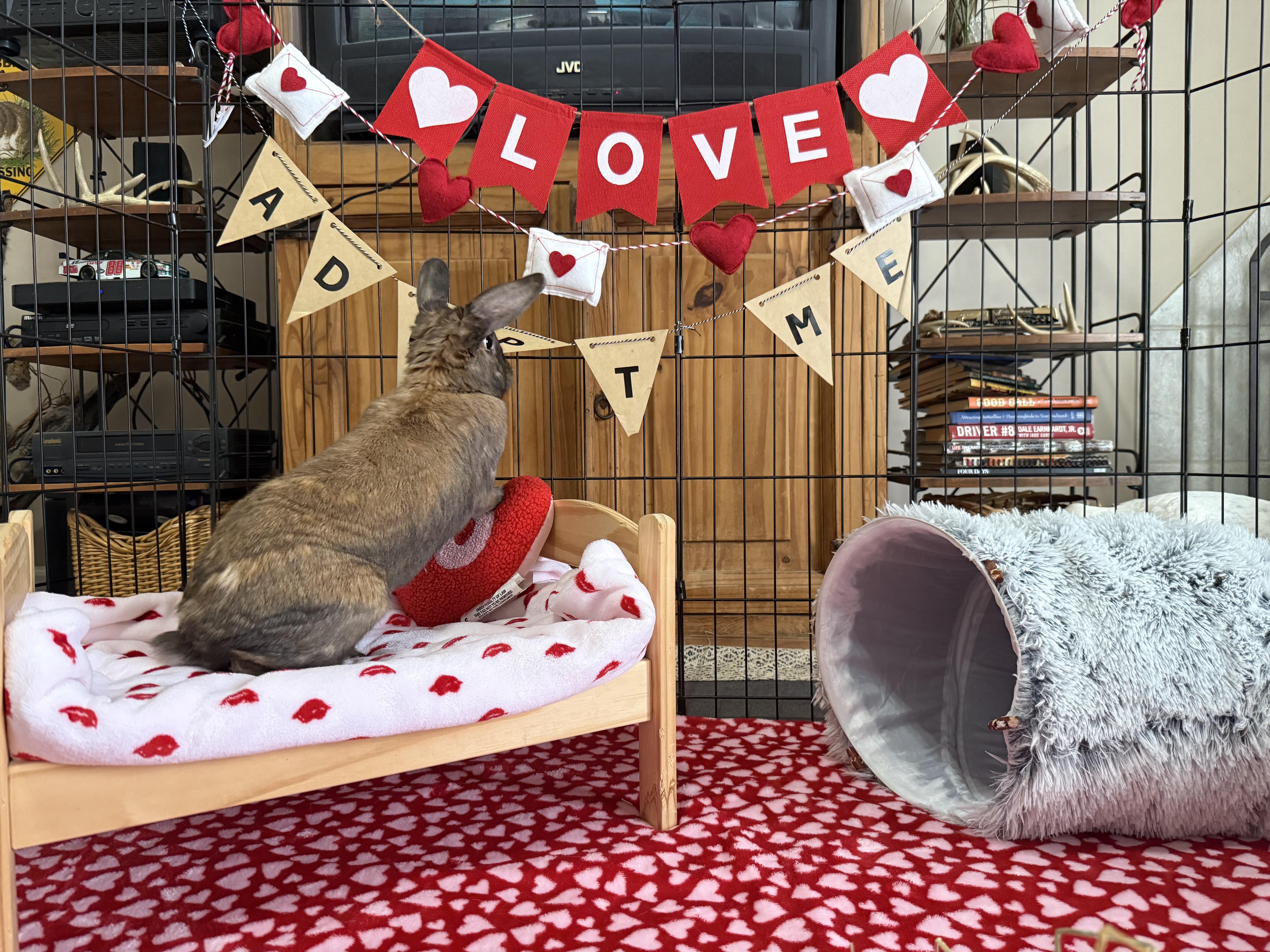 Enlarge Mable, a ADOPTABLE mixed breed in Little Rock, AR image 2/6