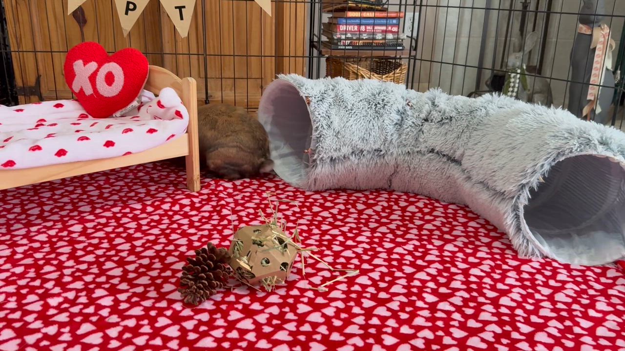 Enlarge Mable, a ADOPTABLE mixed breed in Little Rock, AR video 6/6