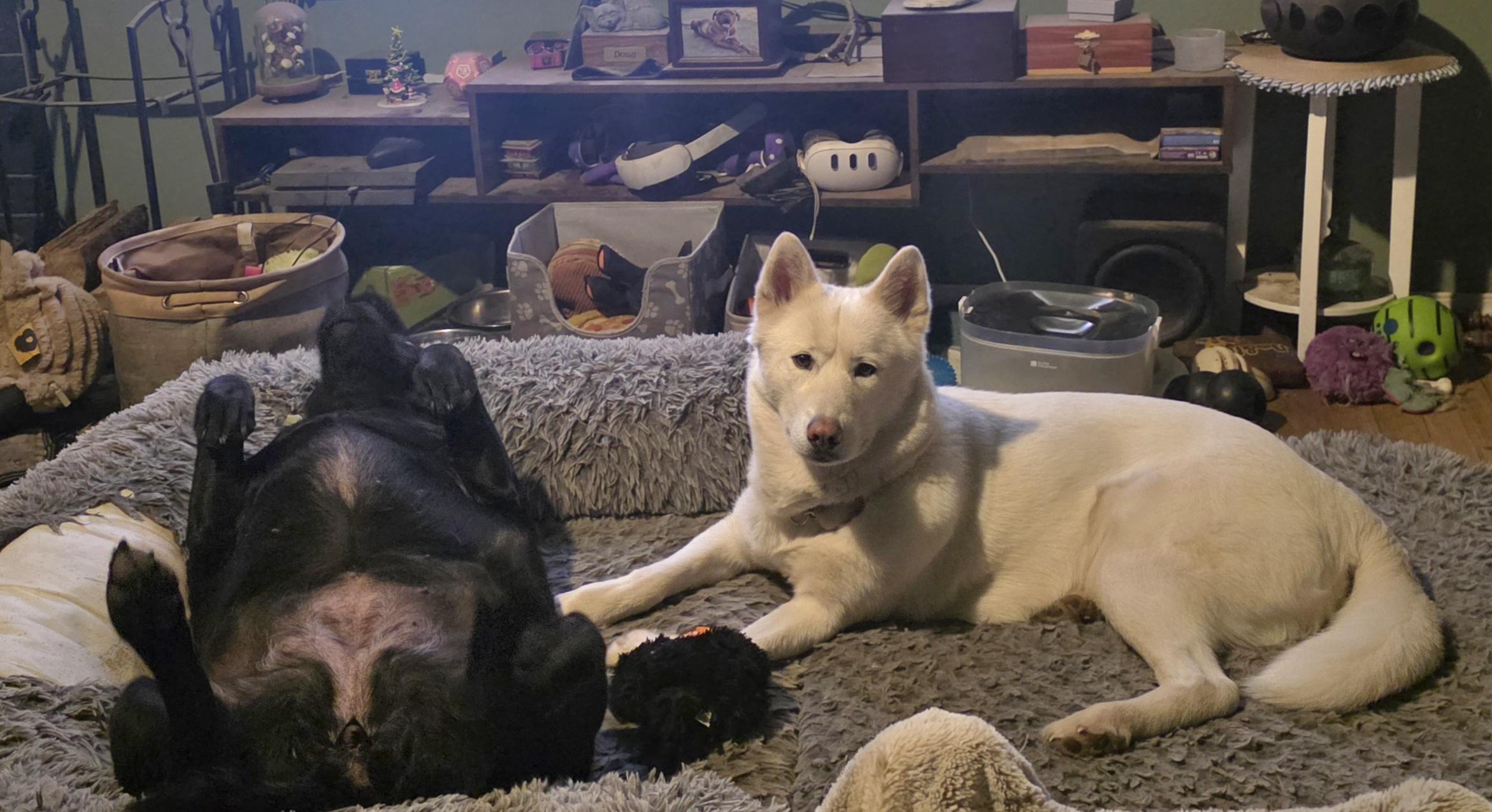 Enlarge Frosti, a Adoptable Siberian Husky in Elk, WA image 2/6