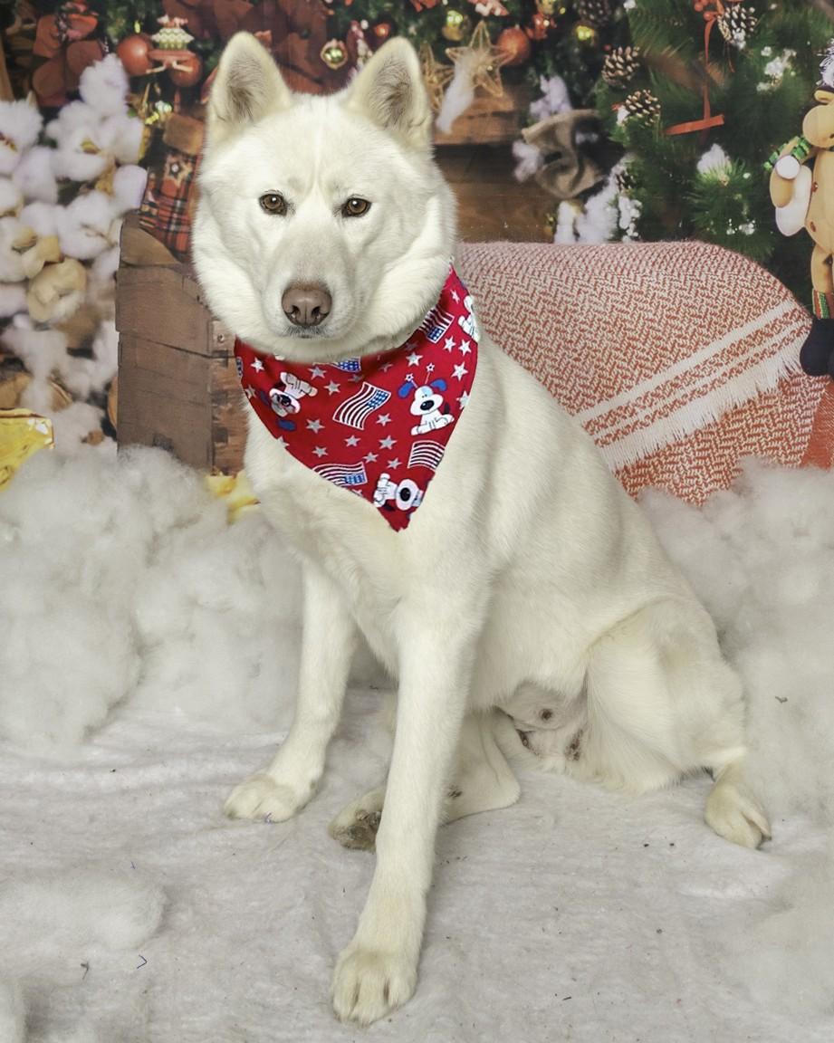 Frosti, Adoptable, Young Female Siberian Husky.