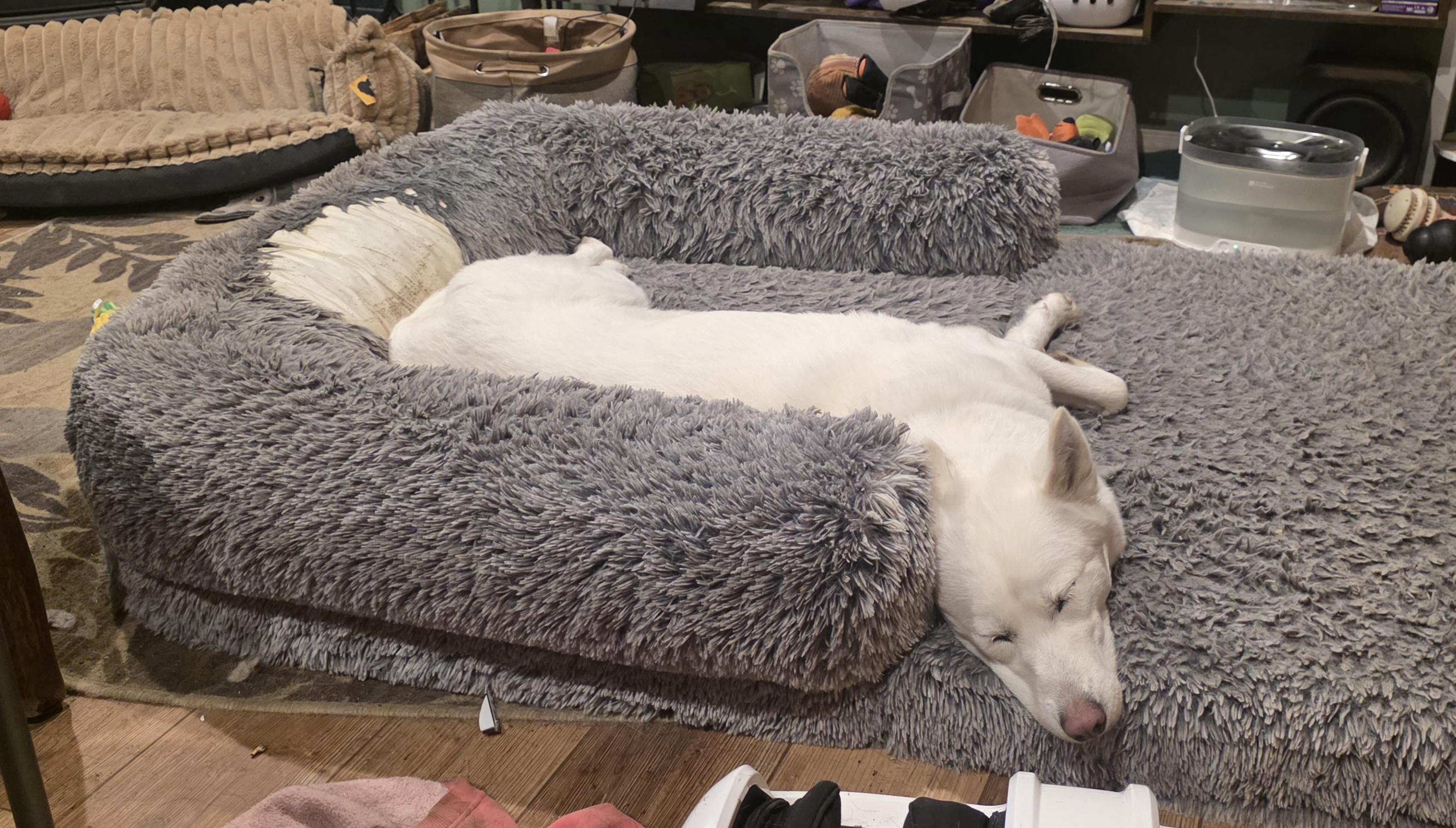 Enlarge Frosti, a Adoptable Siberian Husky in Elk, WA image 5/6