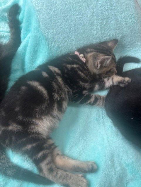 Ceres, Adopted, Kitten Male Tabby & Domestic Short Hair.