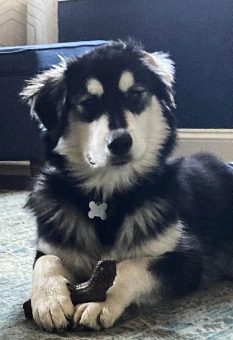 Wendell, a Adoptable mixed breed in Palatine, IL image 3/6