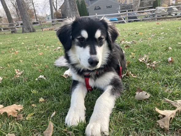 Wendell, Adoptable, Puppy Male Alaskan Malamute & Mixed Breed.