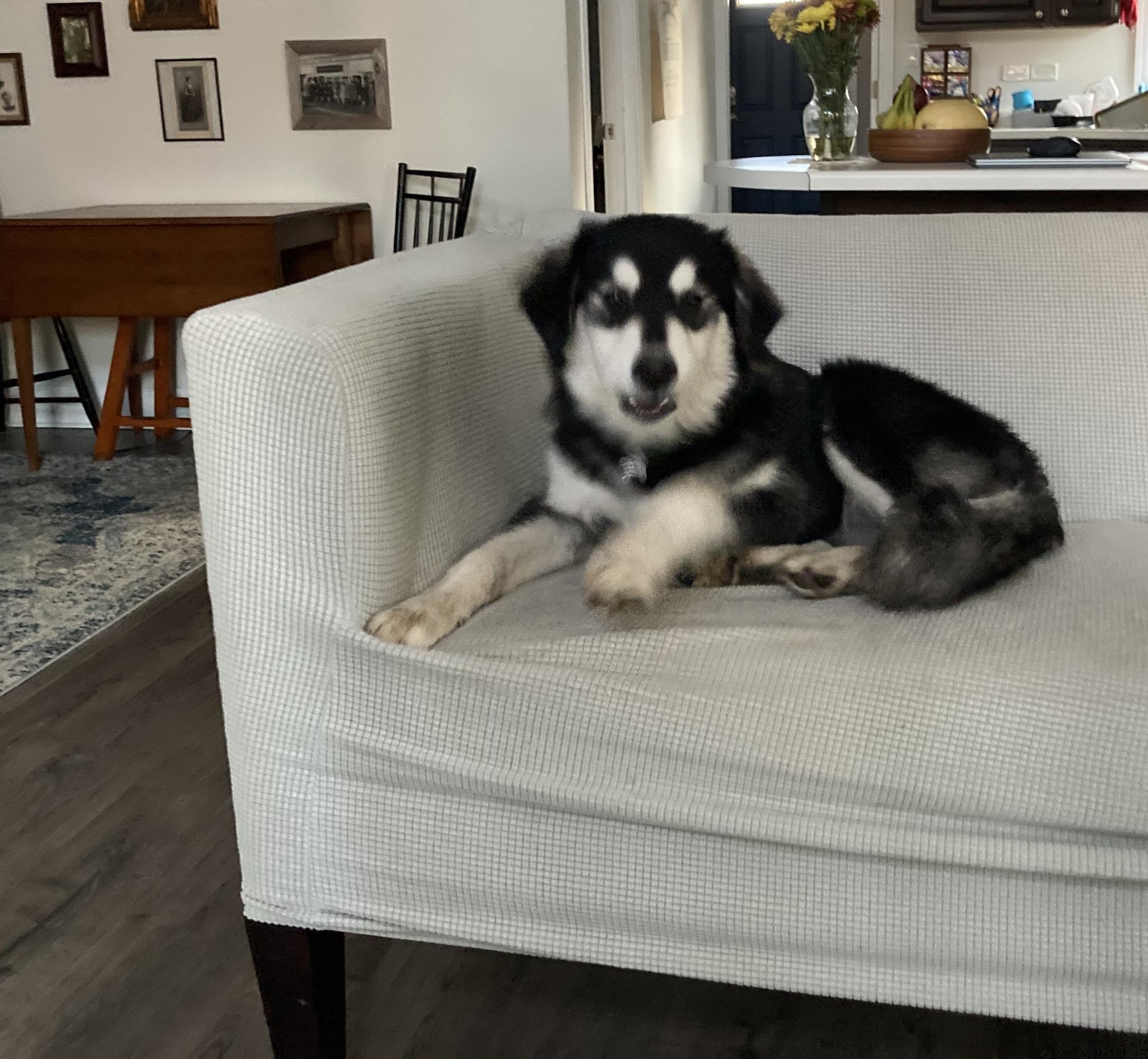 Wendell, a Adoptable mixed breed in Palatine, IL image 5/6