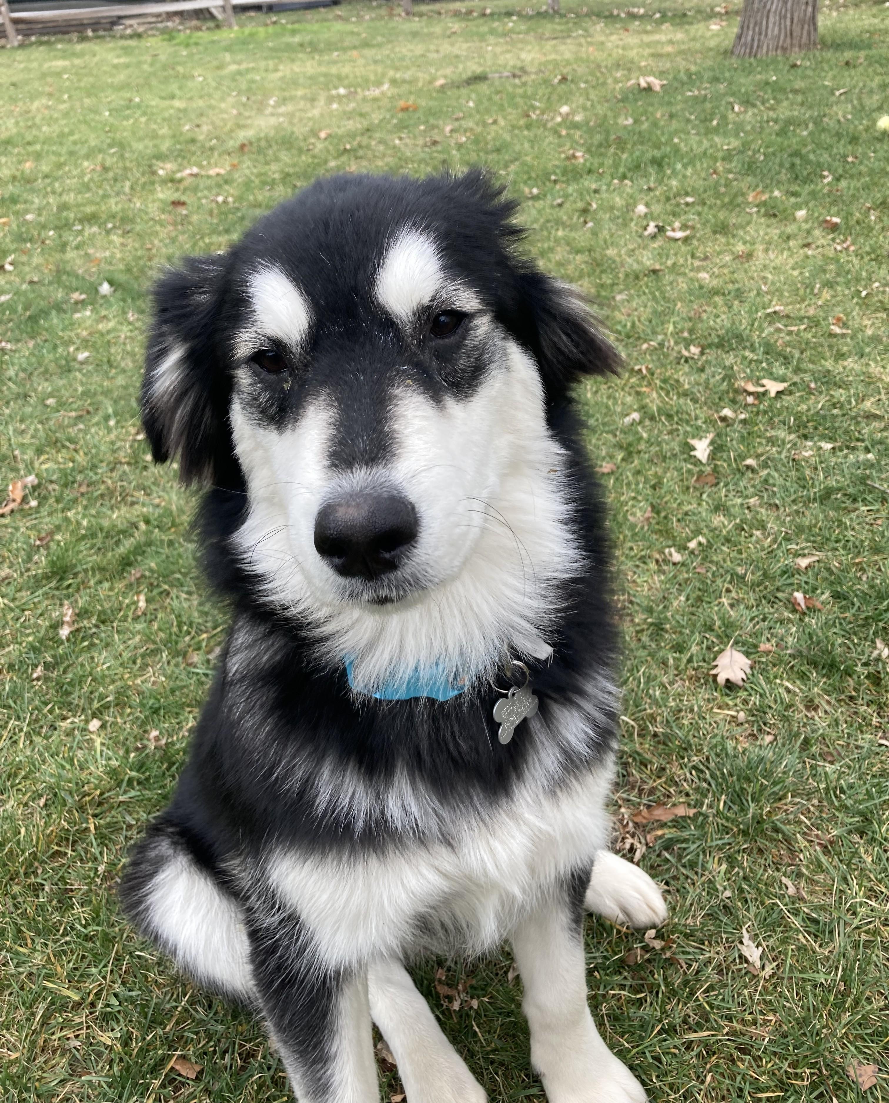 Wendell, a Adoptable mixed breed in Palatine, IL image 6/6