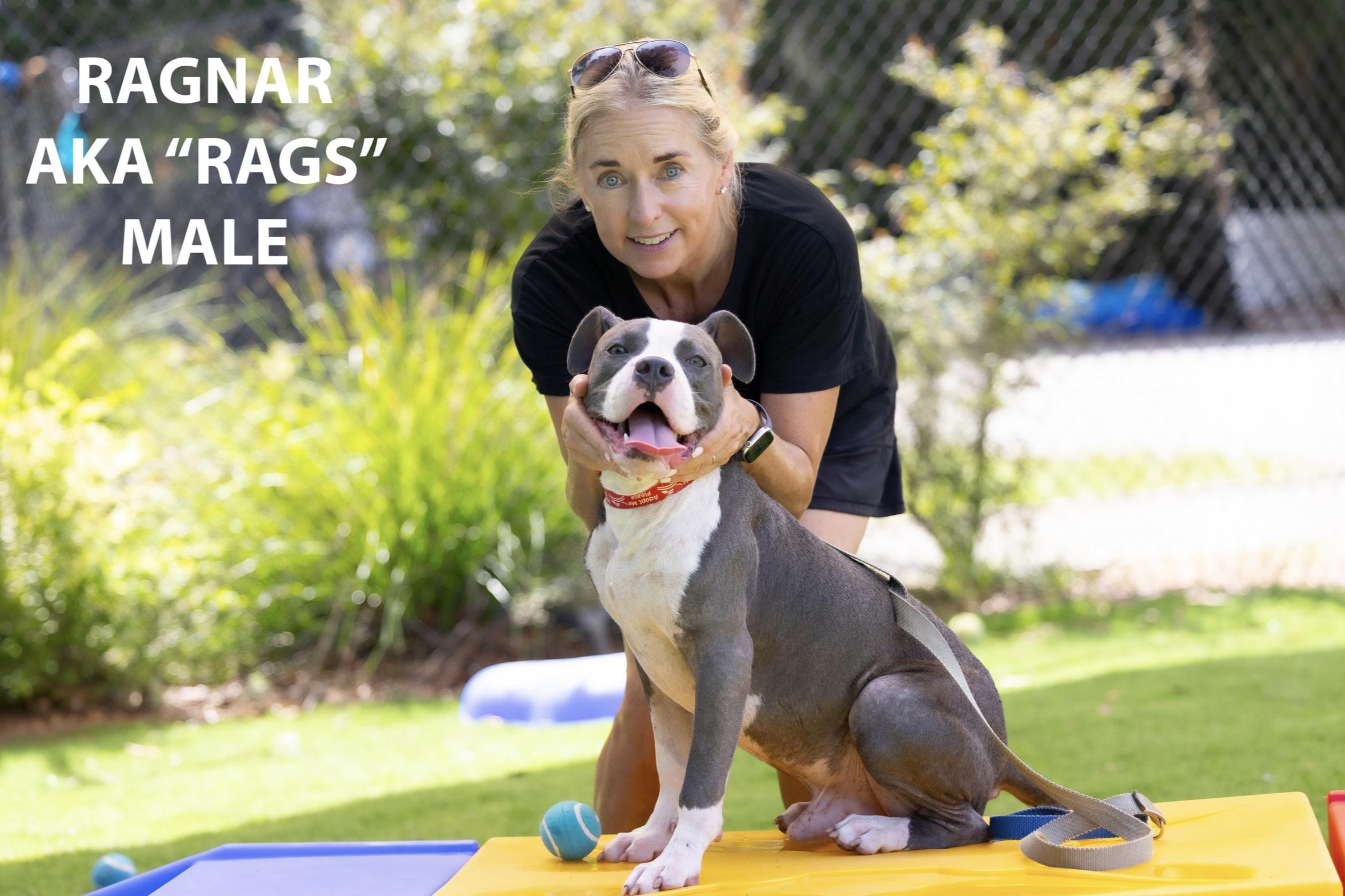 Enlarge Ragnar, a Adoptable mixed breed in Pawleys Island, SC image 3/3