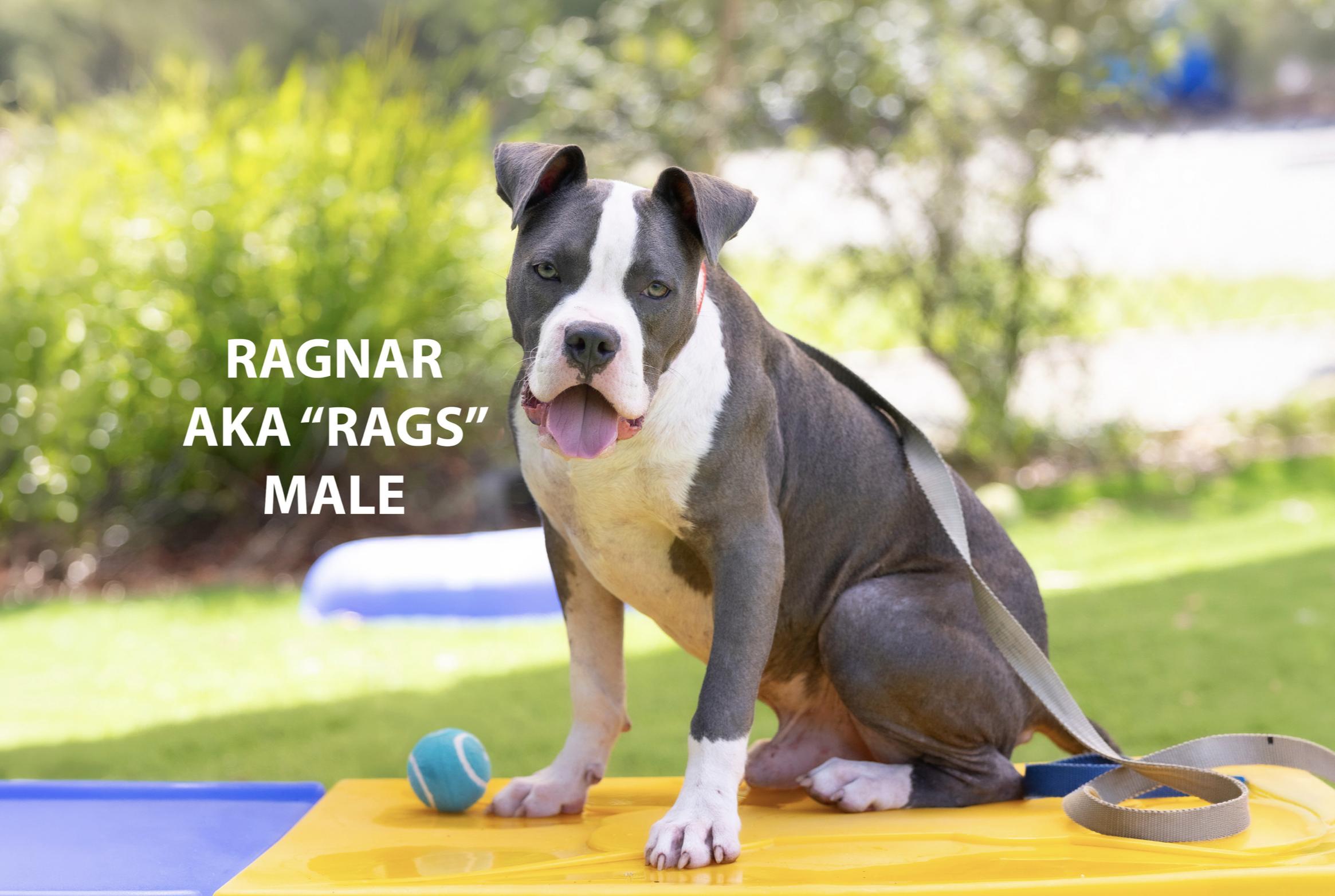Enlarge Ragnar, a Adoptable mixed breed in Pawleys Island, SC image 1/3