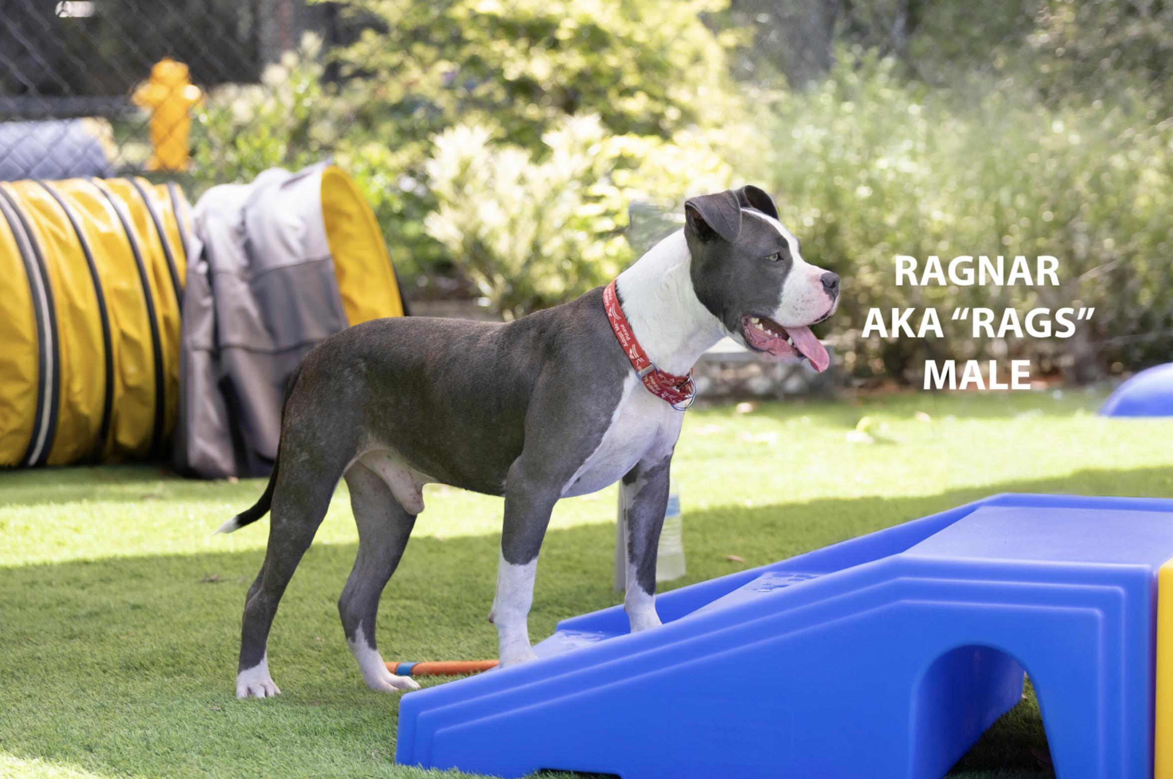 Enlarge Ragnar, a Adoptable mixed breed in Pawleys Island, SC image 2/3