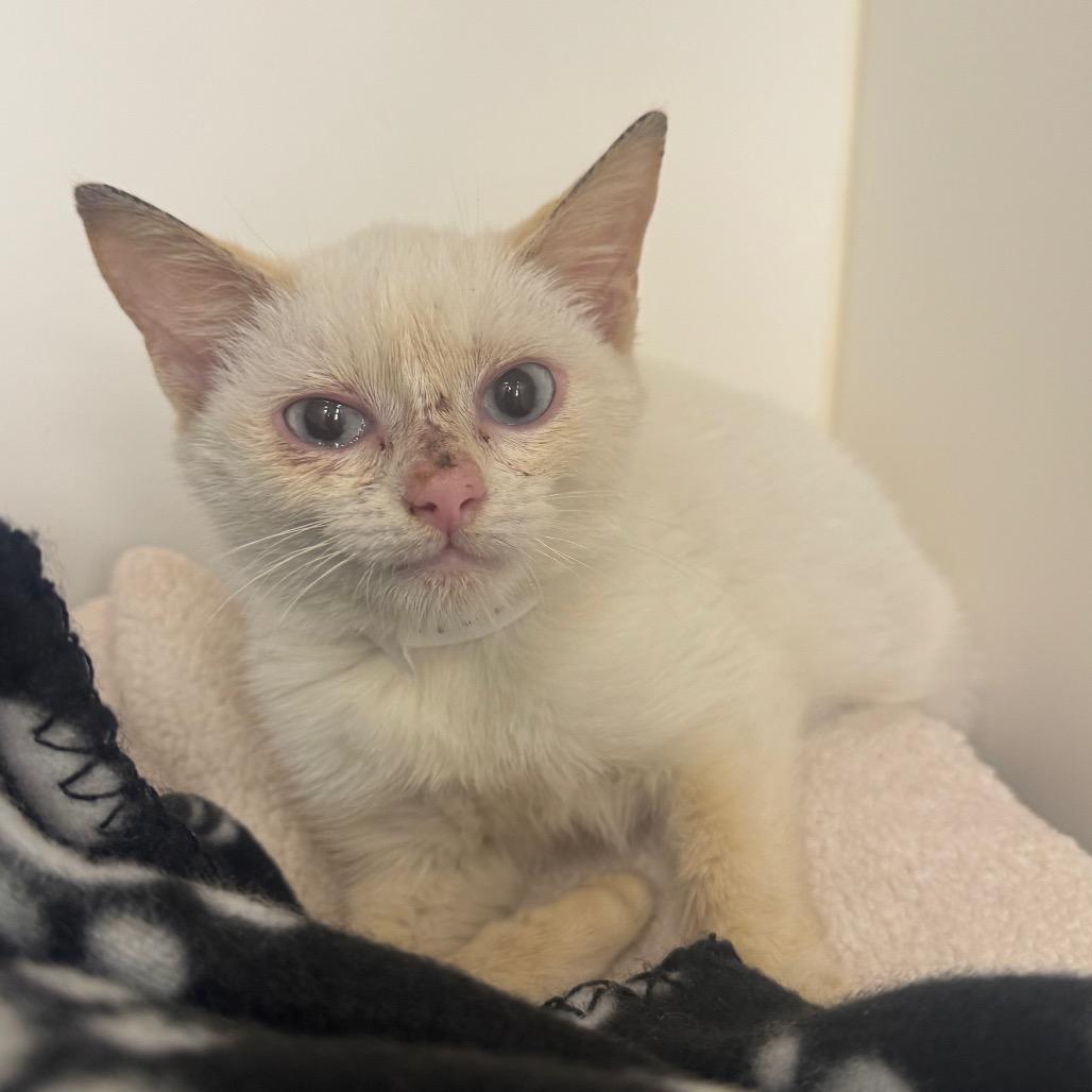 Tinselina, Adoptable, Young Female Siamese.