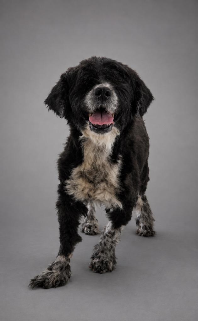 Minnie, Adoptable, Senior Female Shih Tzu.