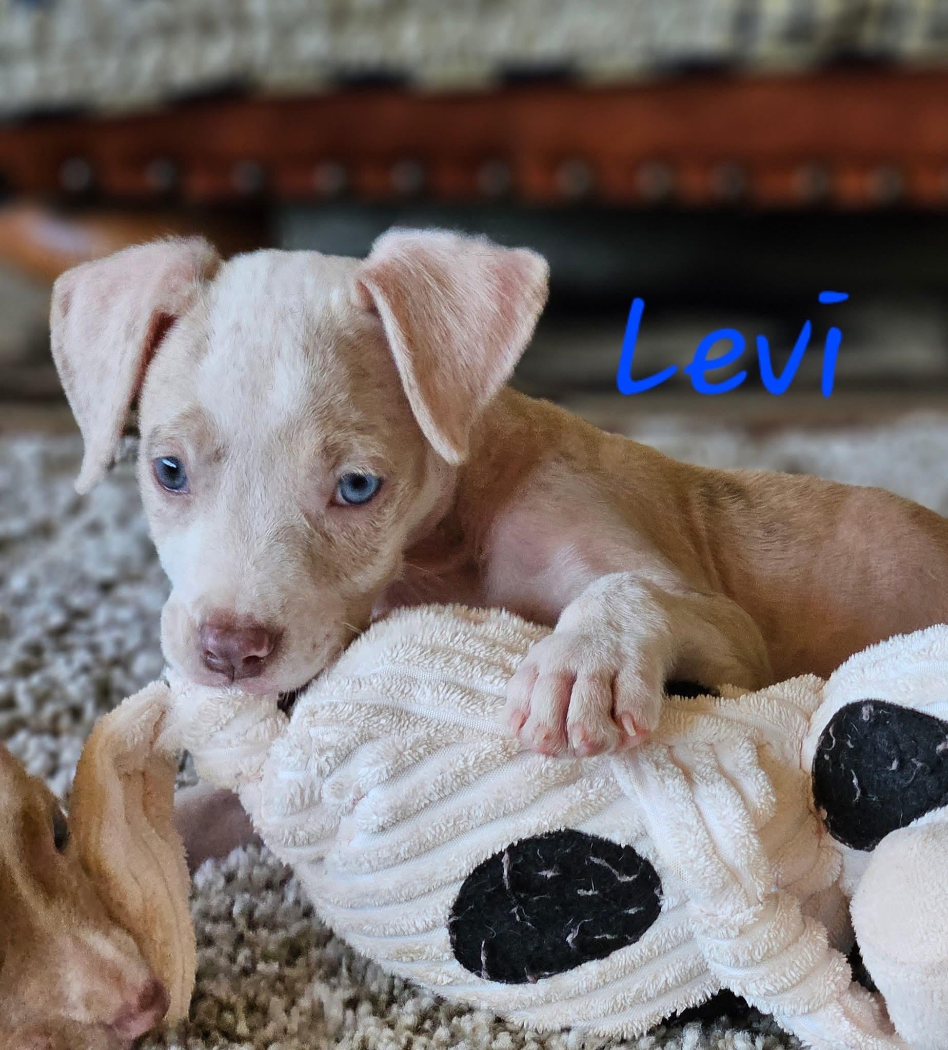 Levi