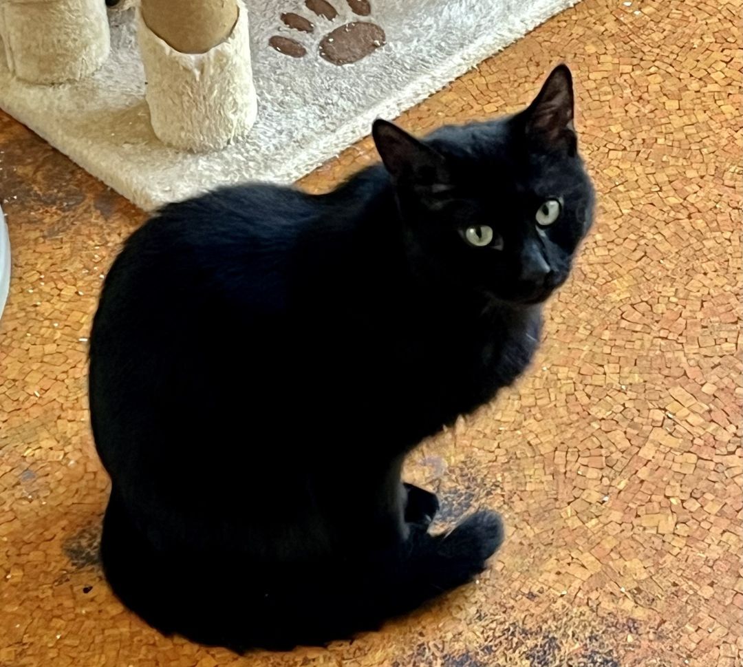 Lann - STILL AVAILABLE! I have one gold eye and one blue eye!, an adoptable Domestic Short Hair in Uncasville, CT, 06382 | Photo Image 1
