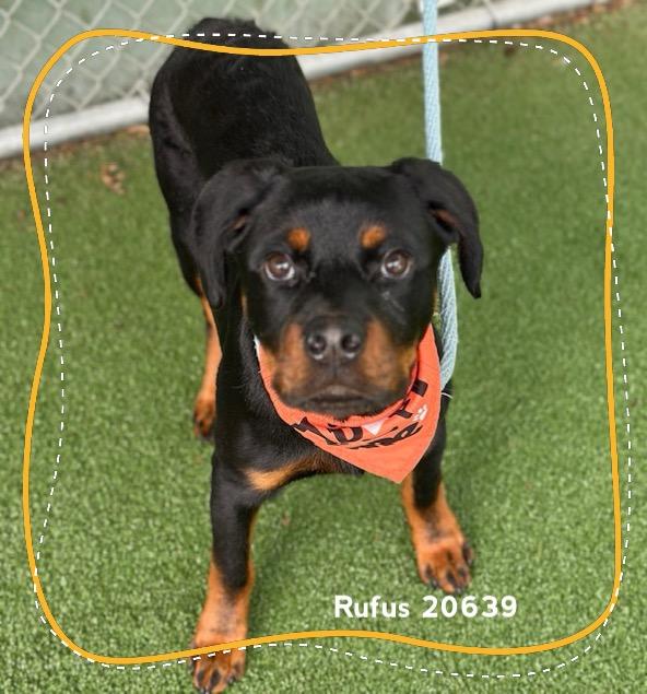 RUFUS, an adopted Rottweiler in Marietta, GA image 2/6