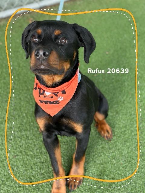 RUFUS, an adopted Rottweiler in Marietta, GA image 1/6