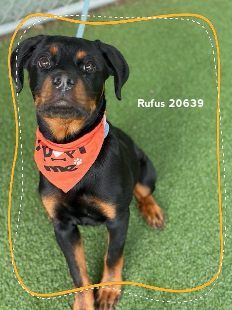 RUFUS, an adopted Rottweiler in Marietta, GA image 6/6