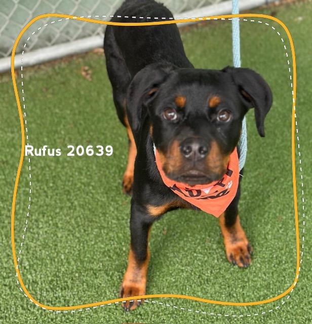 RUFUS, an adopted Rottweiler in Marietta, GA image 4/6