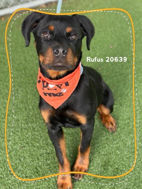 RUFUS, an adopted Rottweiler in Marietta, GA image 3/6