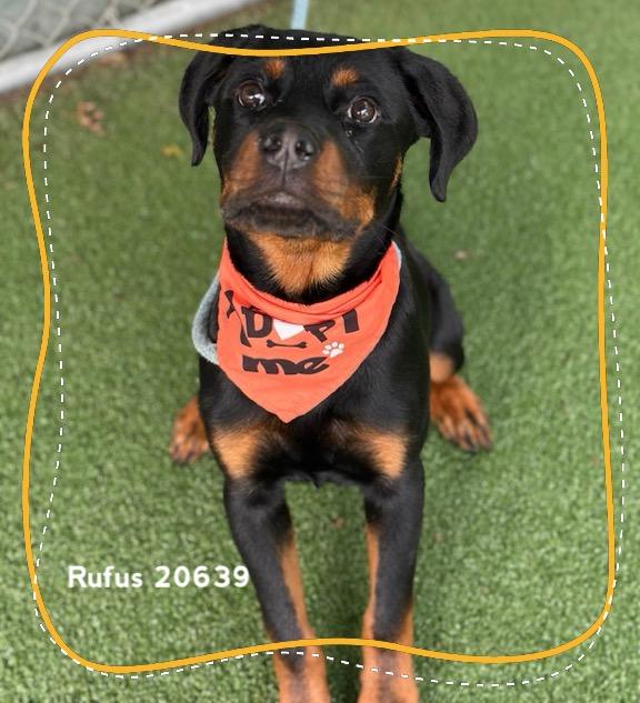 RUFUS, an adopted Rottweiler in Marietta, GA image 5/6