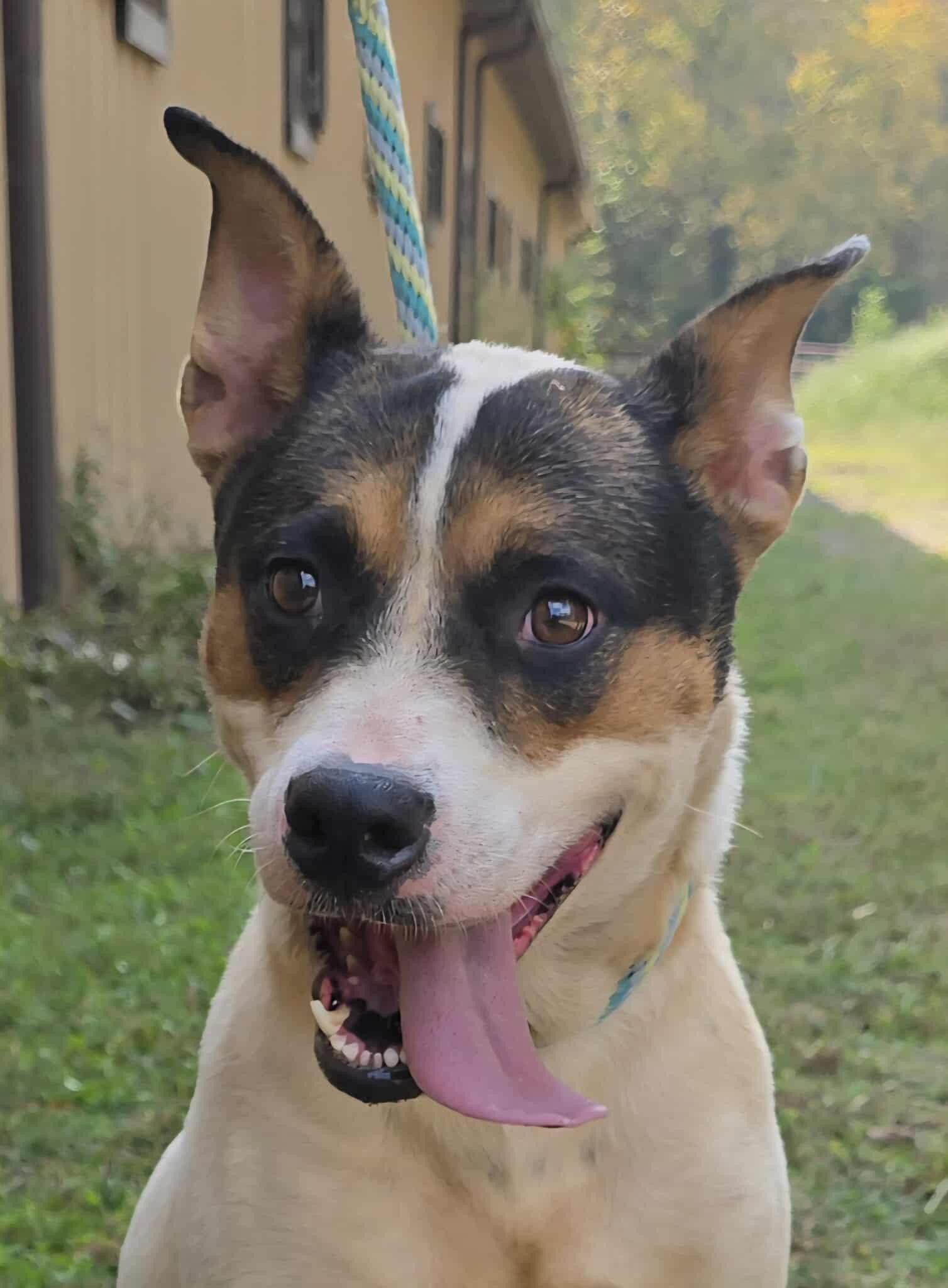 Enlarge Lacy, a Adoptable mixed breed in Newport, TN image 1/6