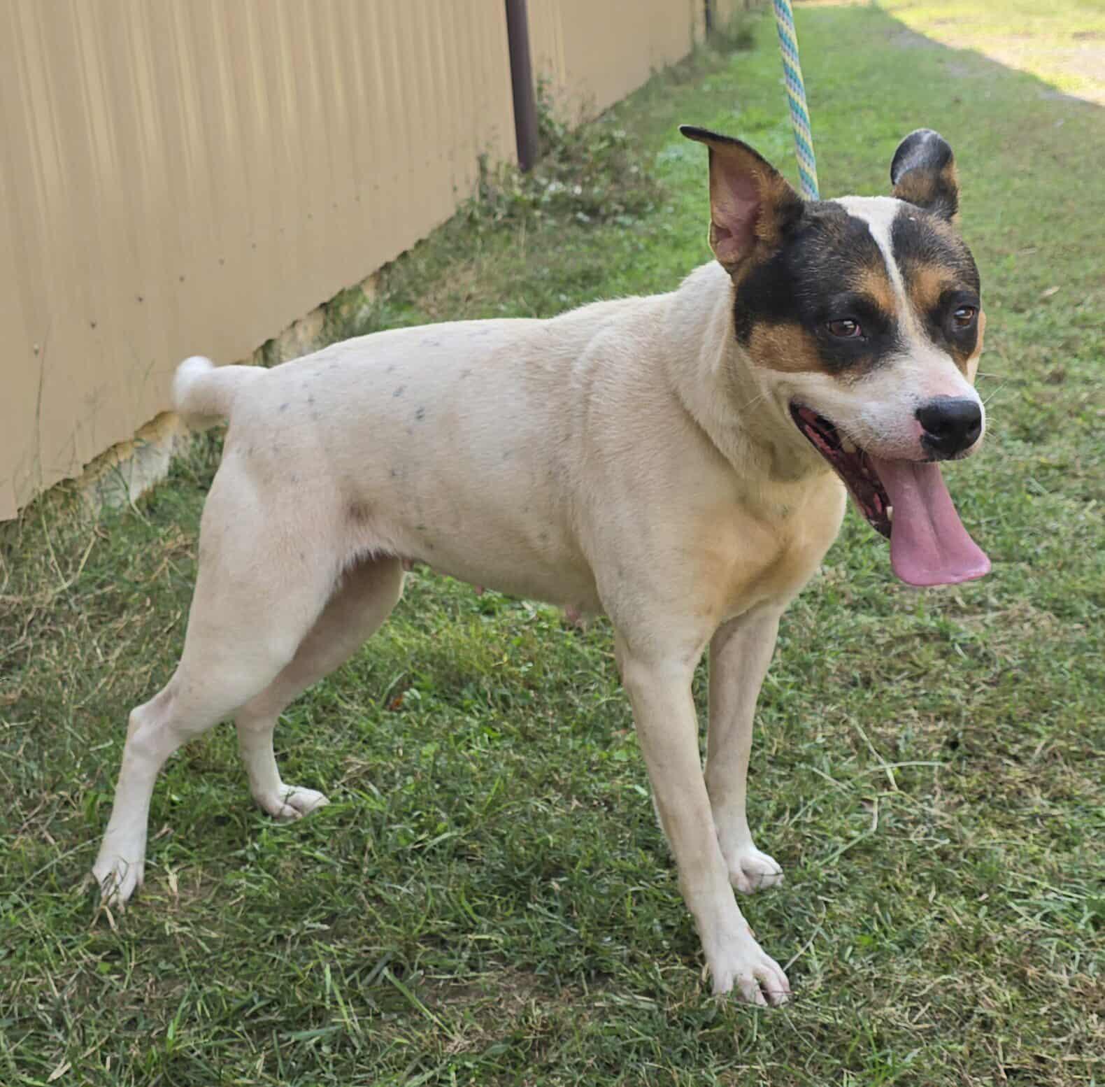 Enlarge Lacy, a Adoptable mixed breed in Newport, TN image 2/6